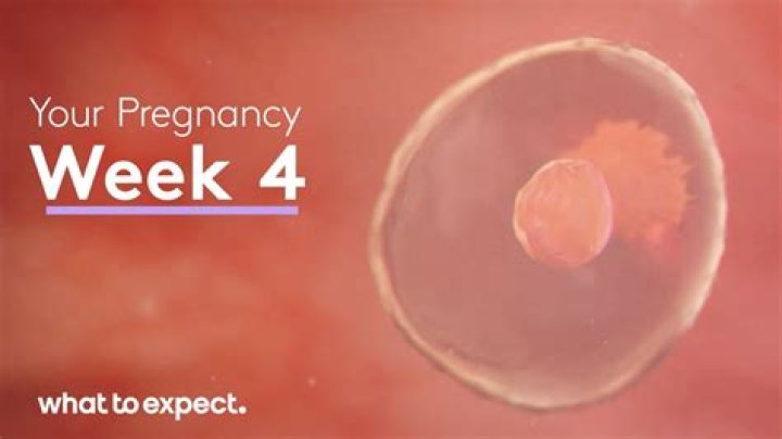 What does an embryo look like at 4 weeks 5 days?