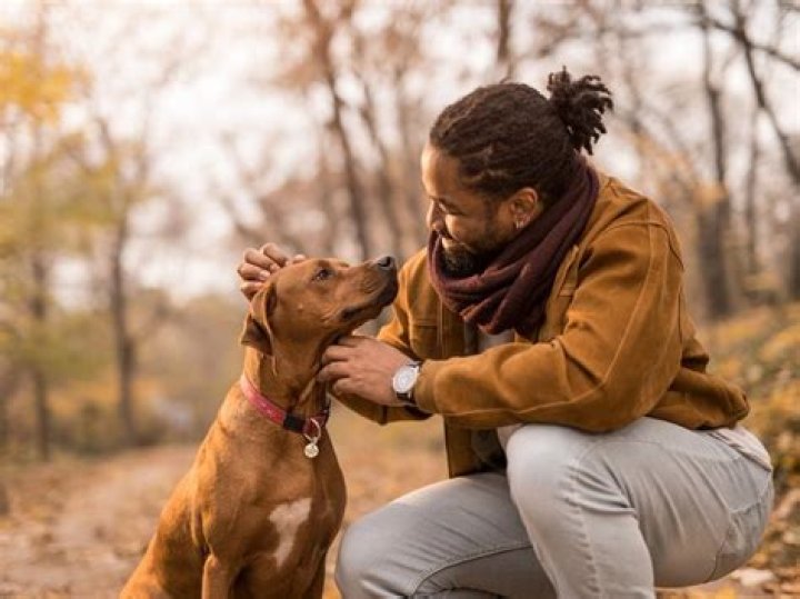What does animal companion mean?