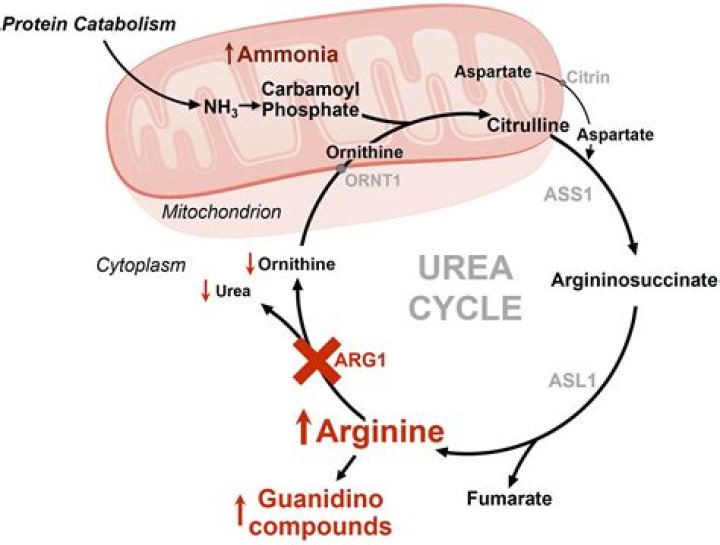 What does arginine do in the urea cycle?