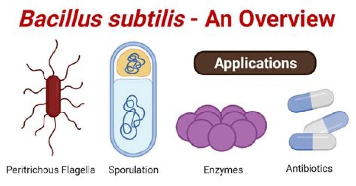 What does Bacillus subtilis do for the body?