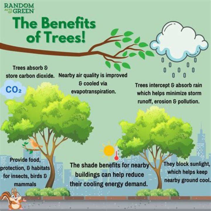 What does being a Tree City USA mean?