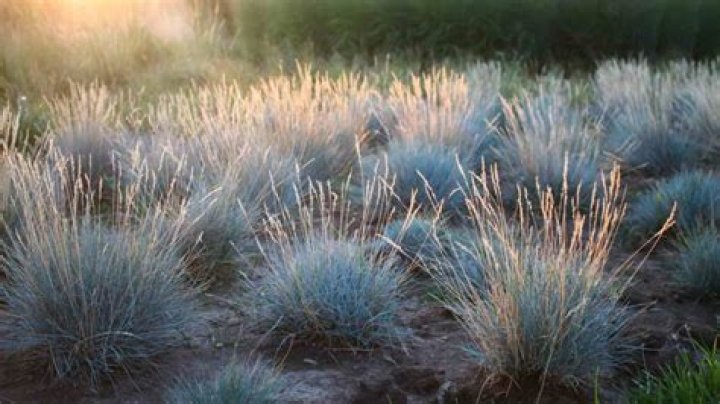 What does blue fescue grass look like?