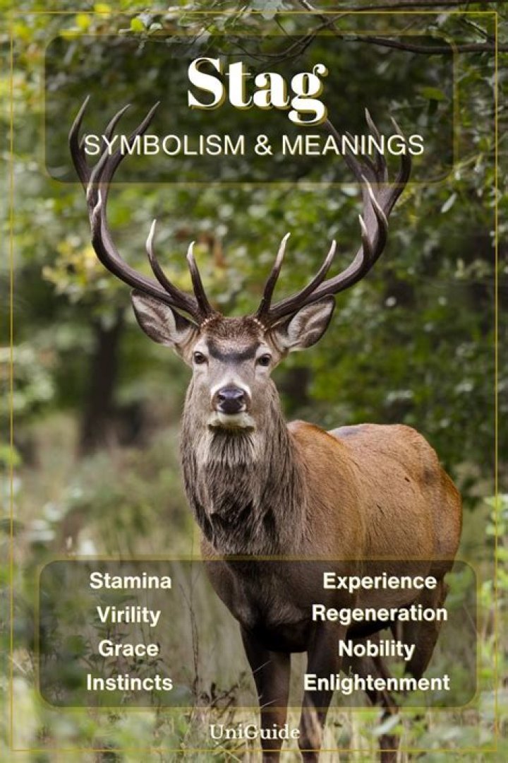What does coming stag mean?