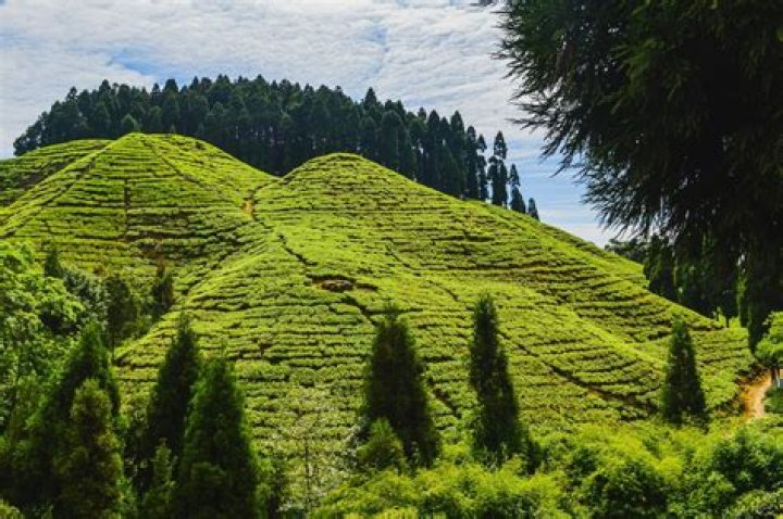 What does Darjeeling tea do in the body?