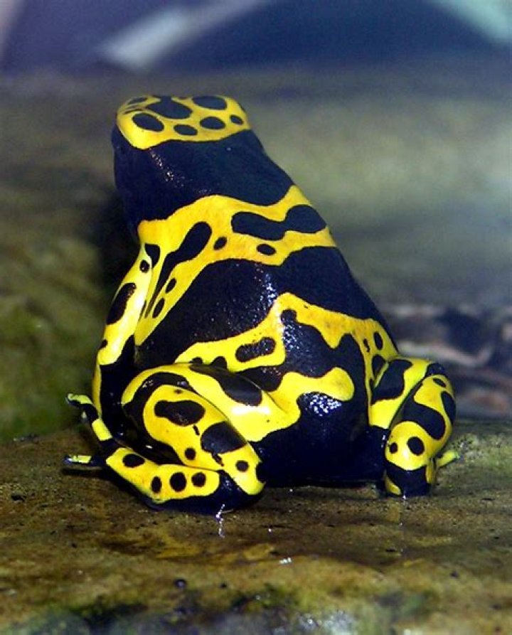 What does Dendrobates mean in English?