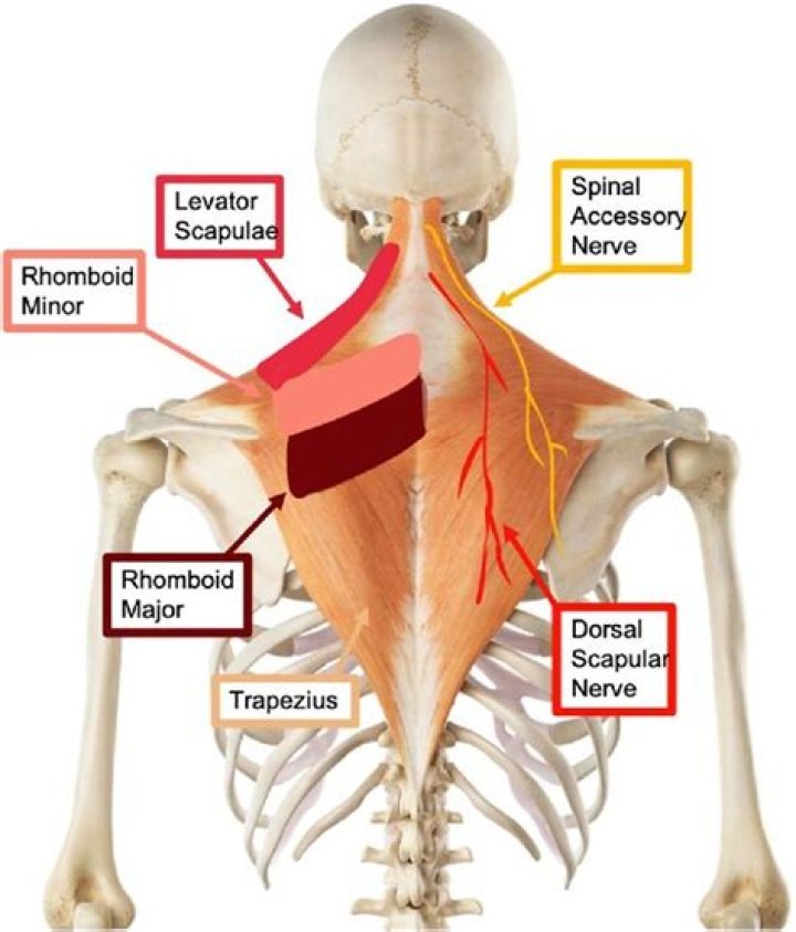 What does dorsal scapular nerve supply?