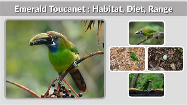 What does Emerald toucanet eat?