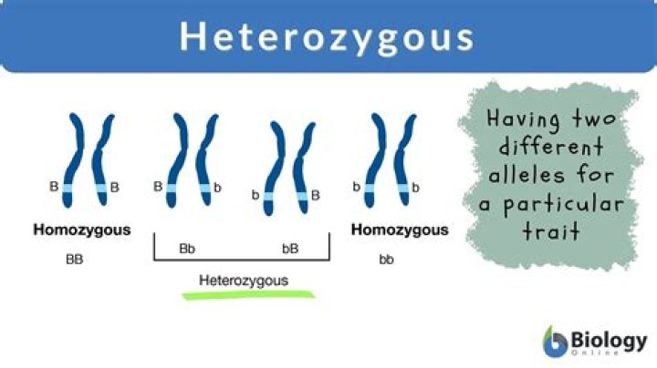 What does heterozygous mean us?