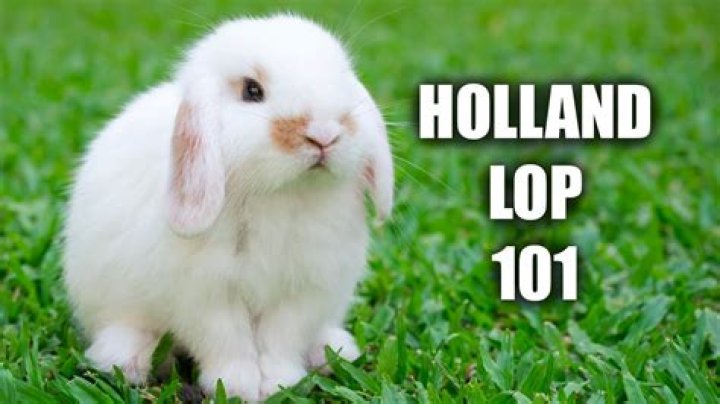 What does Holland produce?