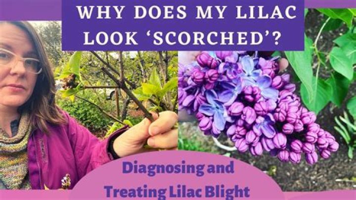 What does lilac bacterial blight look like?