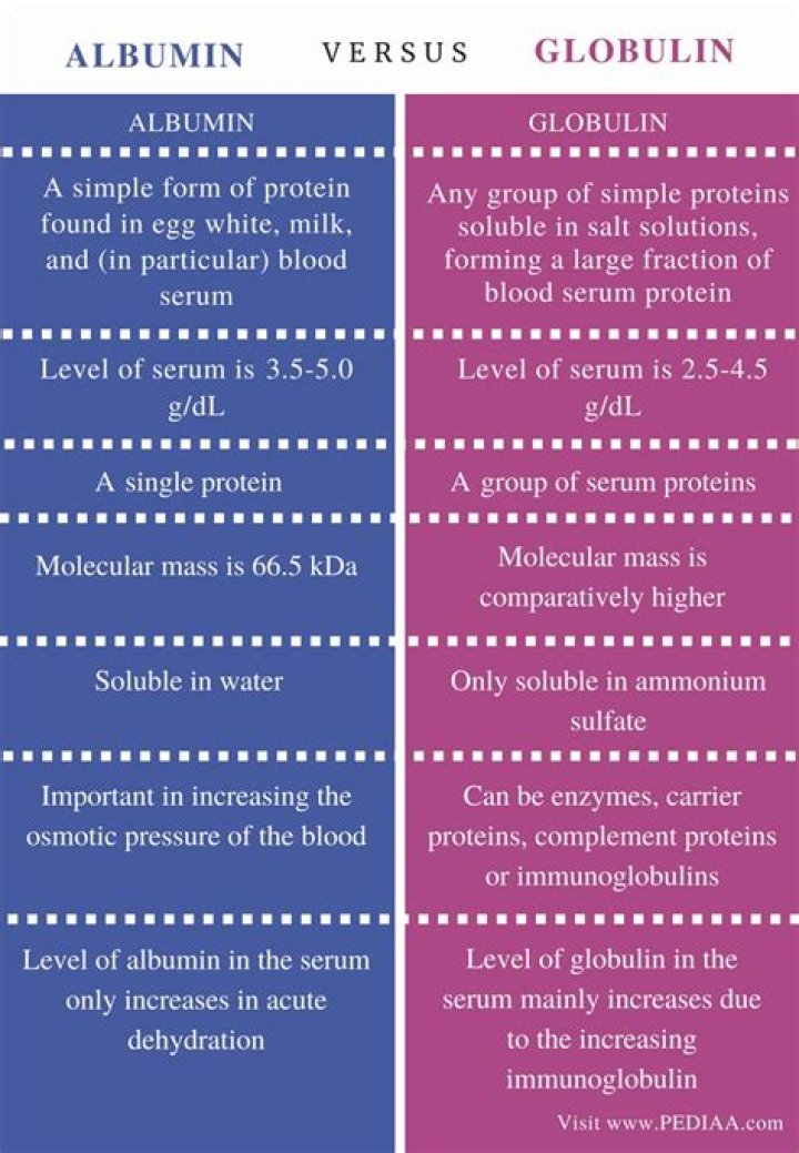 What does low albumin and globulin levels mean?