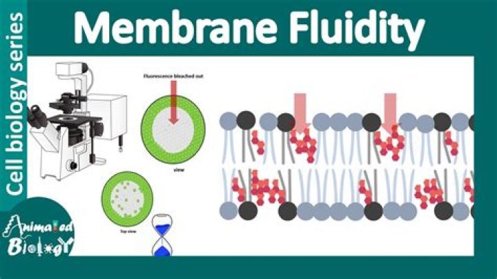 What does membrane fluidity depend on?
