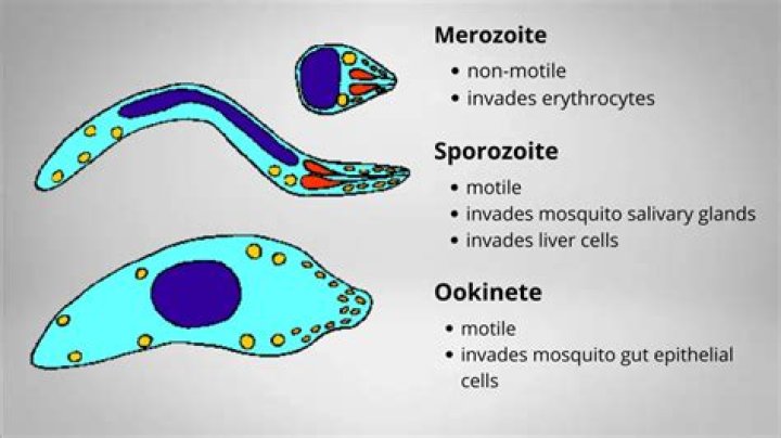 What does Merozoite mean?