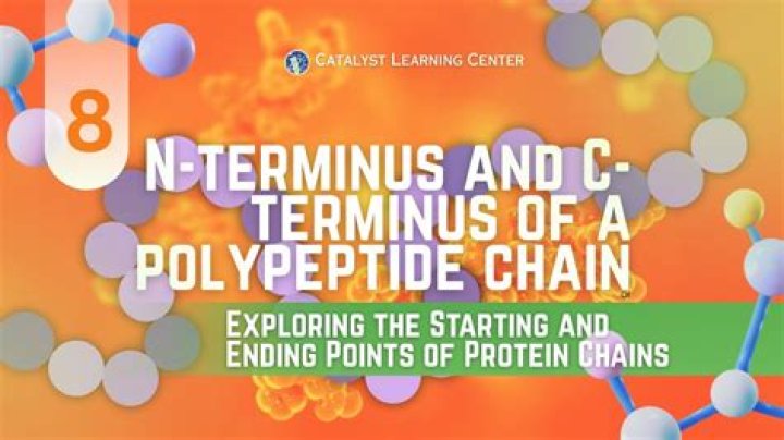 What does N and C-terminal determine in a polypeptide chain?