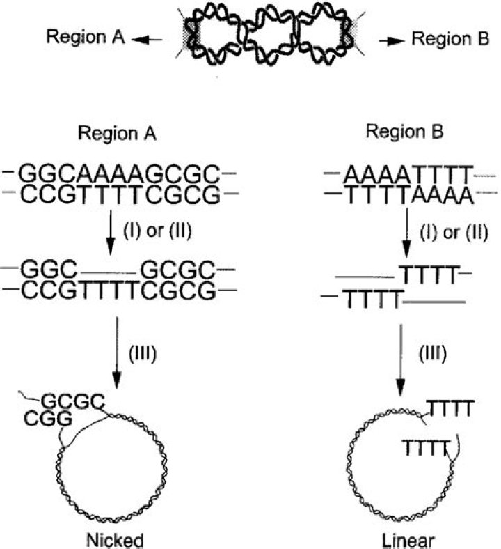 What does nicked mean in DNA?