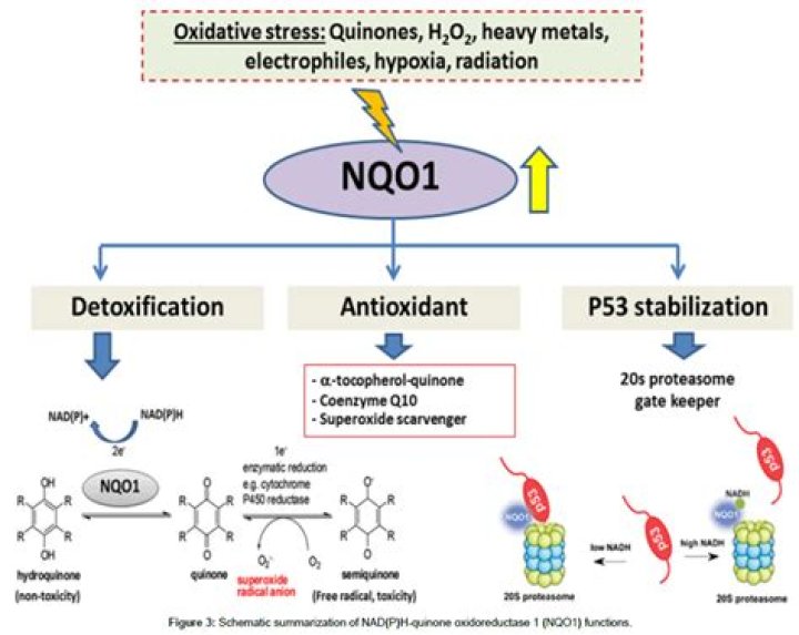 What does NQO1 do?