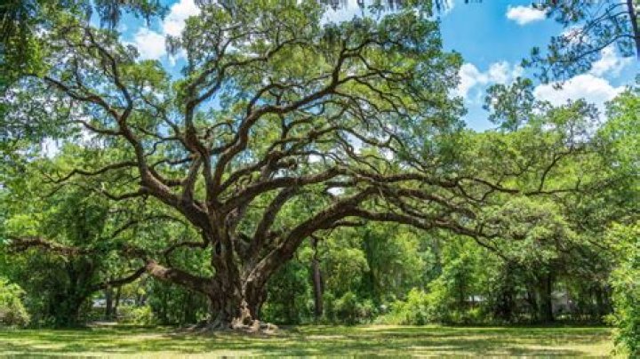What does oaks stand for?