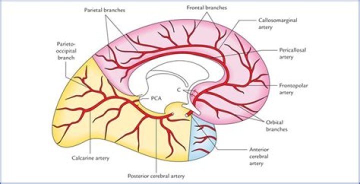 What does PCA c& e do?