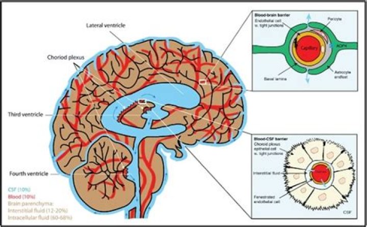 What does perivascular spaces in the brain mean?