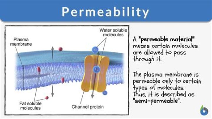 What does permeable mean in simple terms?