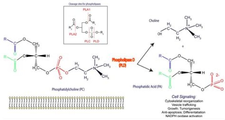 What does phospholipase D do?