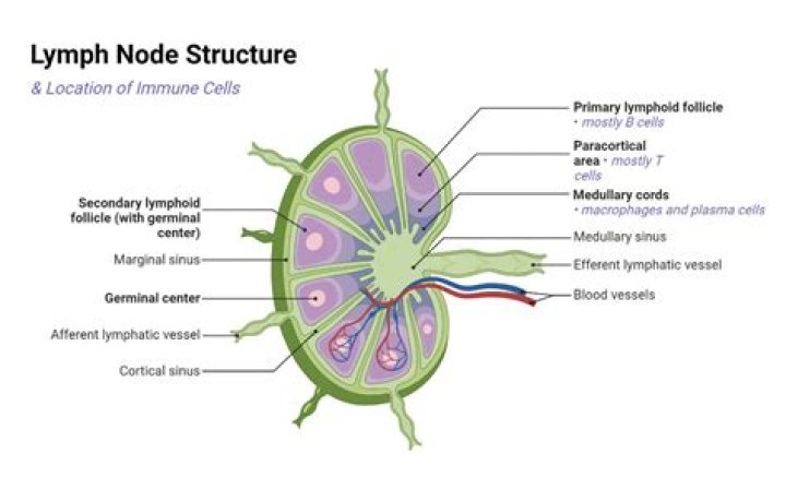 What does Precarinal lymph node mean?
