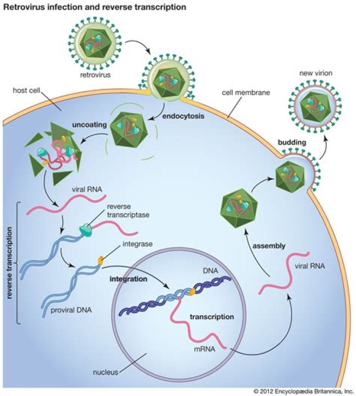 What does protease do in retrovirus?