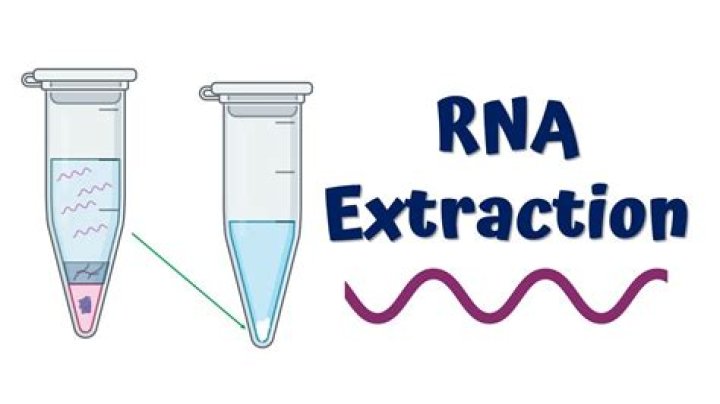 What does RNase out do?