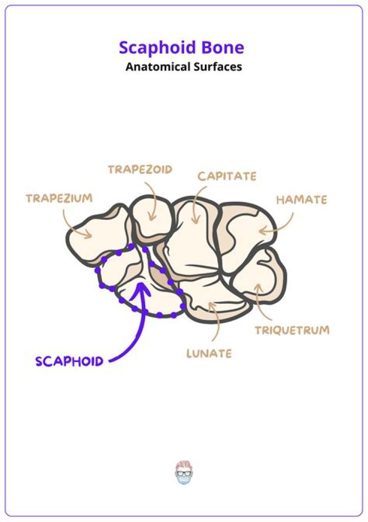 What does scaphoid mean in Latin?