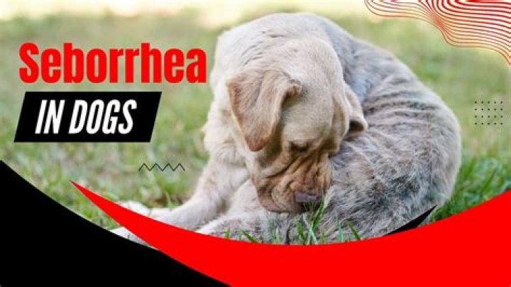 What does seborrhea look like on a dog?