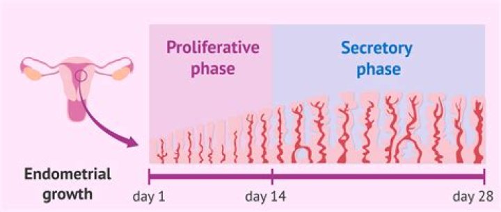 What does secretory phase endometrium mean?