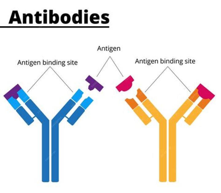 What does site binding mean?