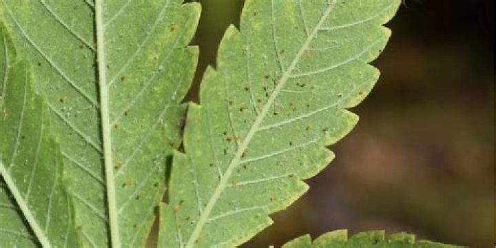 What does spider mites look like on cannabis plants?