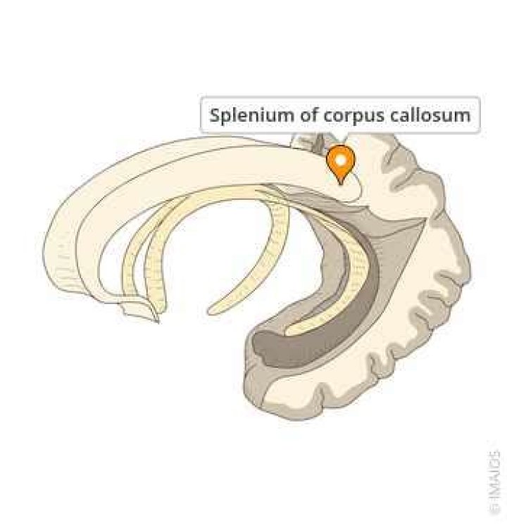 What does Splenium of corpus callosum mean?