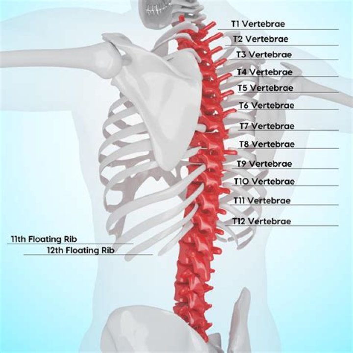 What does T11 T12 and T13 mean?