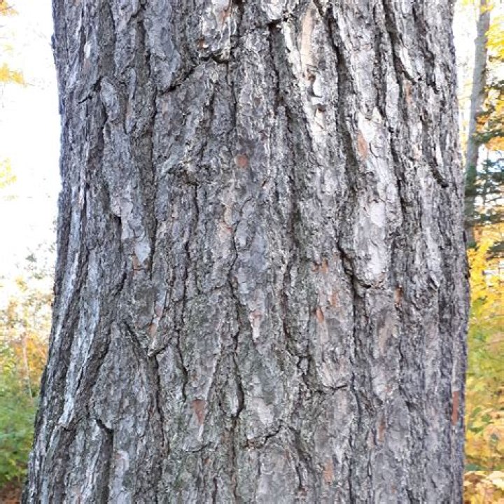 What does the bark of a white pine look like?