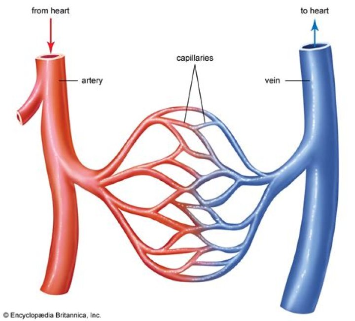 What does the efferent arteriole branch into?