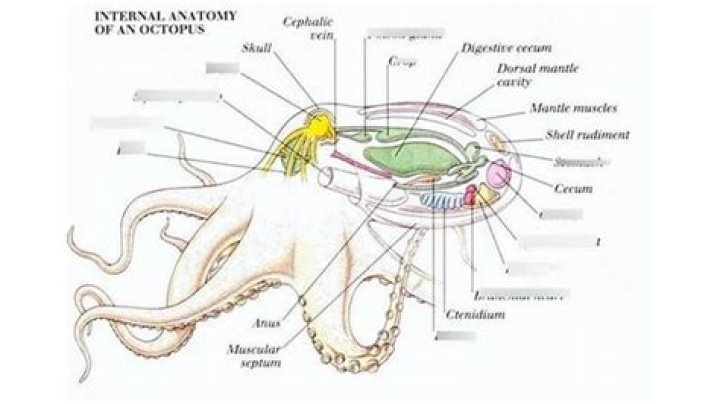 What does the octopus skull mean?