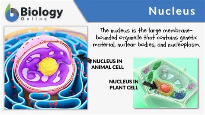 What does the organelle nucleus do?