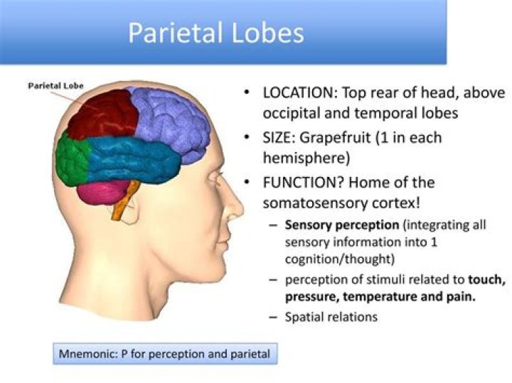 What does the parietal love do?
