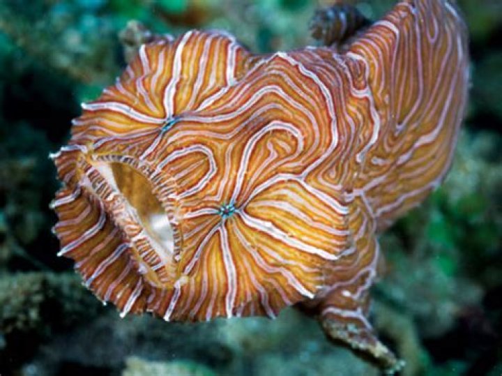 What does the psychedelic frogfish eat?