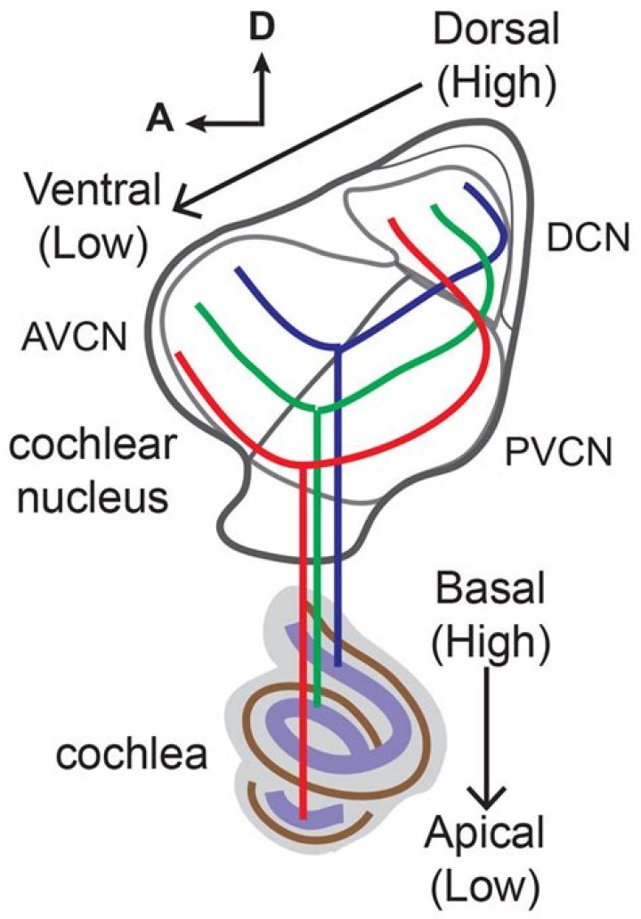 What does the tonotopic region do?