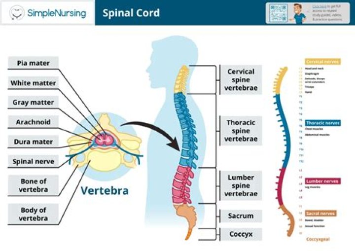What does the vertebral column include?
