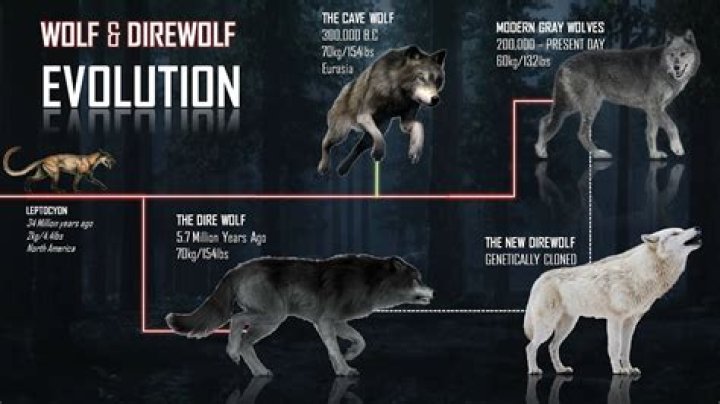 What does Wolf mean for waves?