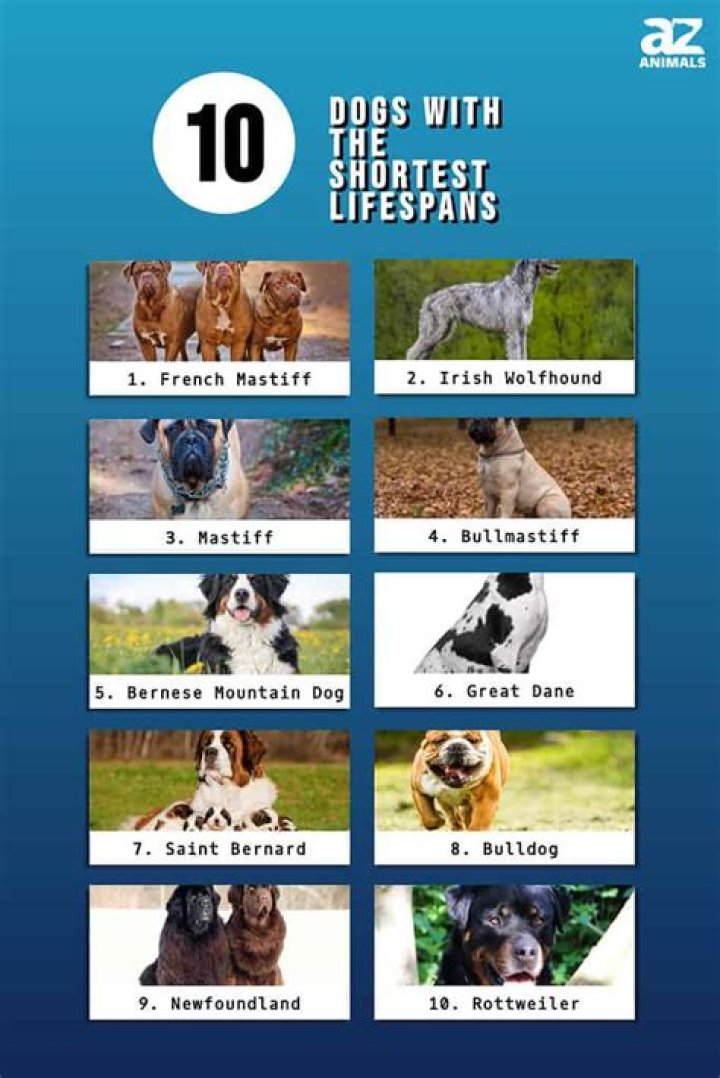 What dog breed has the least energy?