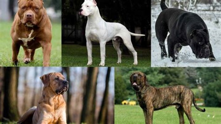 What dog breeds are banned in Mauritius?