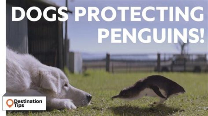 What dog protects penguins?