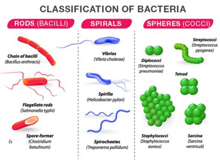 What domain is Bacteria classified in?