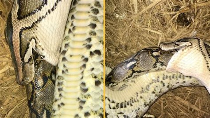 What eats a flying snake?