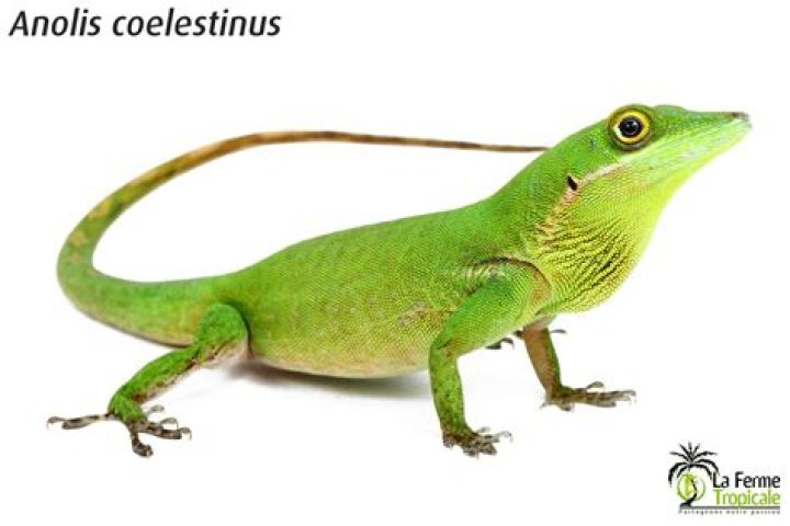 What ecomorph is Anolis Coelestinus?